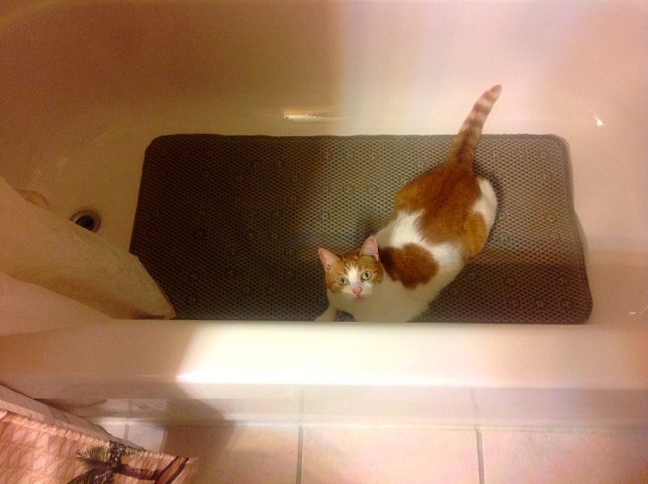 Picture of a cat / kitten / feline