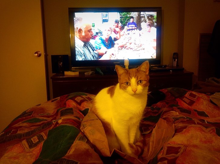 Picture of a cat / kitten / feline