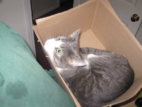 Picture of a cat / kitten / feline