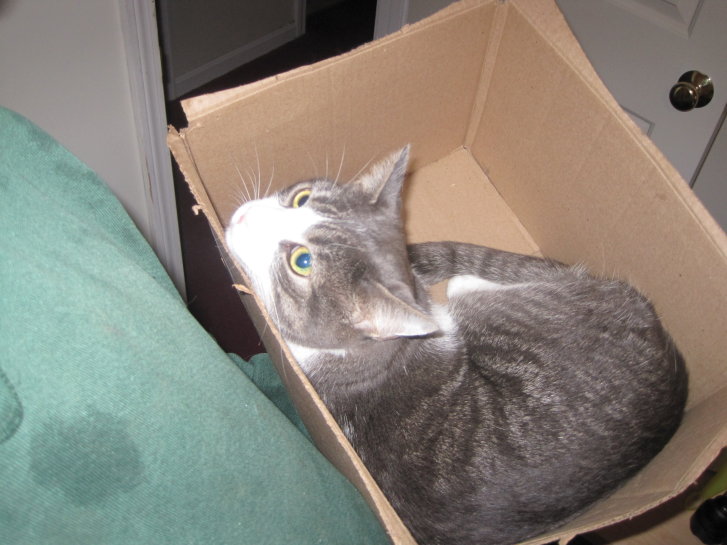 Picture of a cat / kitten / feline