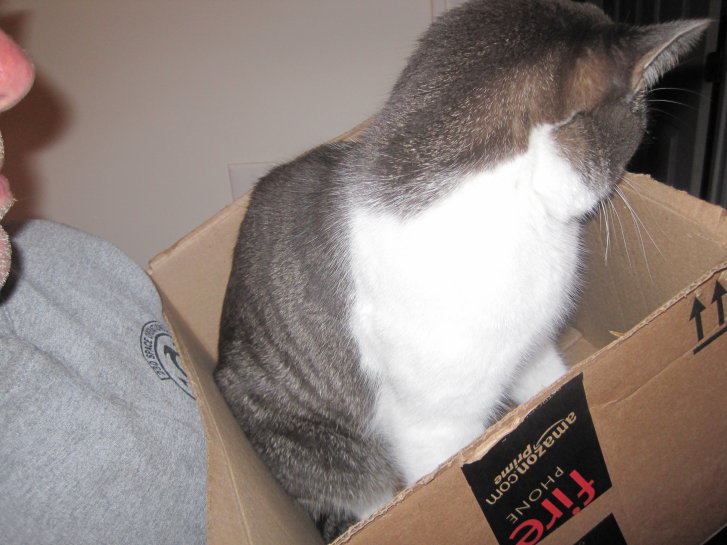 Picture of a cat / kitten / feline