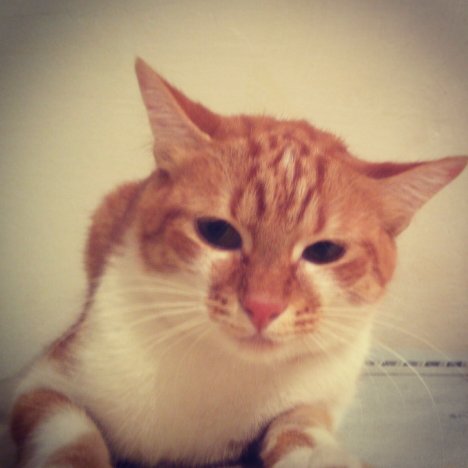 Picture of a cat / kitten / feline