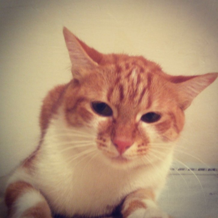 Picture of a cat / kitten / feline