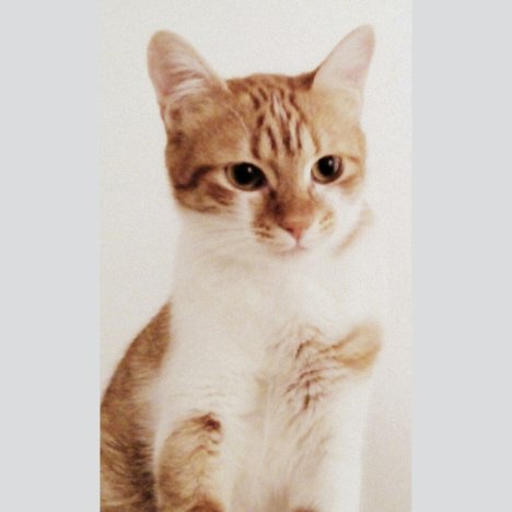 Picture of a cat / kitten / feline