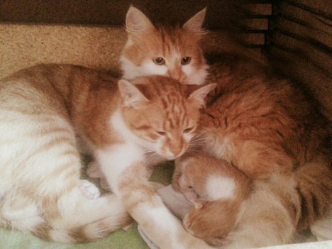 Picture of a cat / kitten / feline