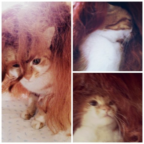 Picture of a cat / kitten / feline