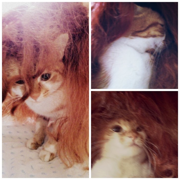 Picture of a cat / kitten / feline