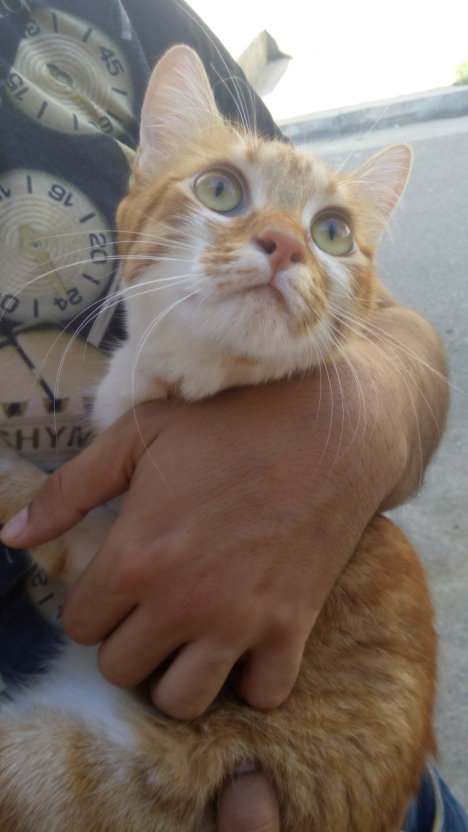 Picture of a cat / kitten / feline