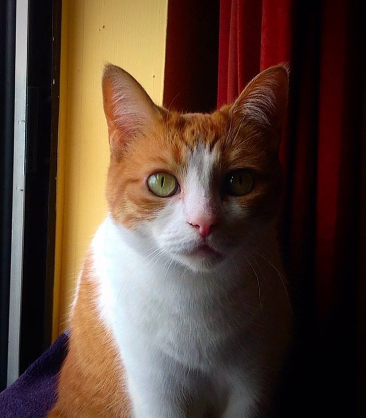 Picture of a cat / kitten / feline