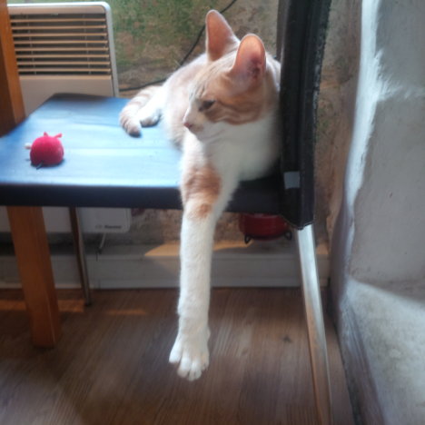 Picture of a cat / kitten / feline