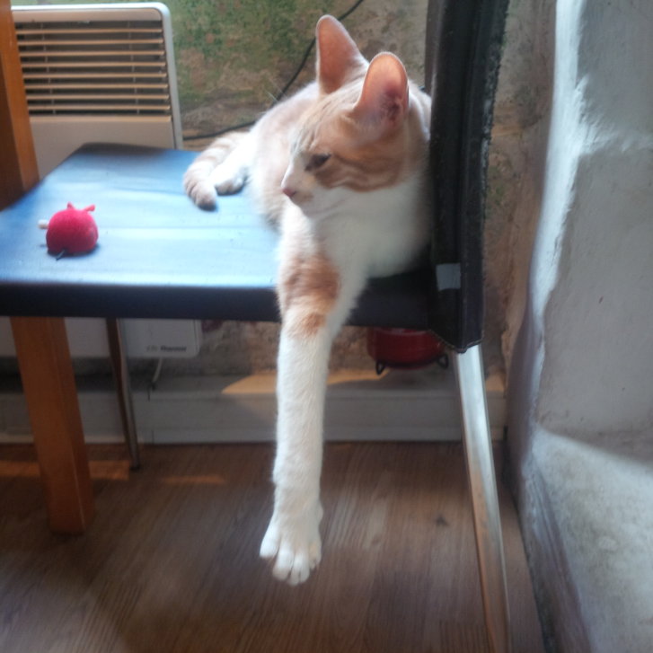 Picture of a cat / kitten / feline