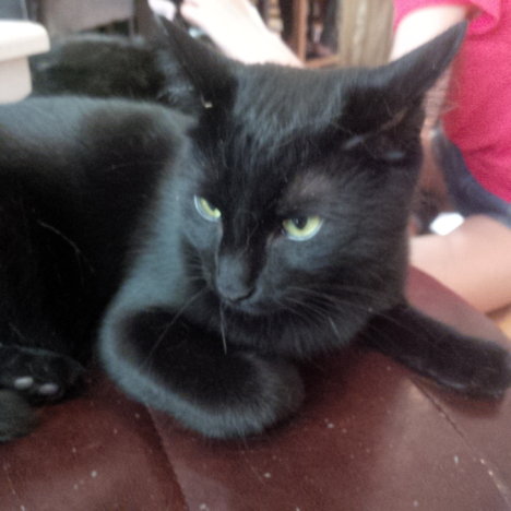 Picture of a cat / kitten / feline