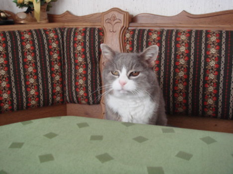 Picture of a cat / kitten / feline