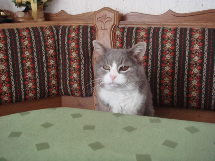 Picture of a cat / kitten / feline