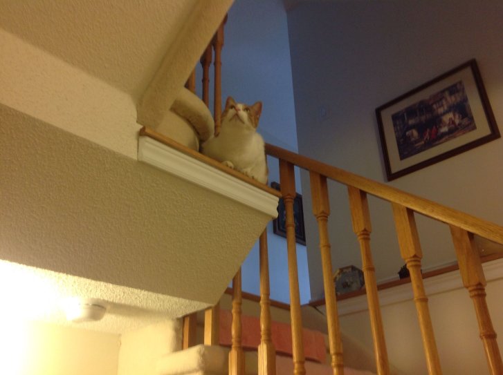 Picture of a cat / kitten / feline