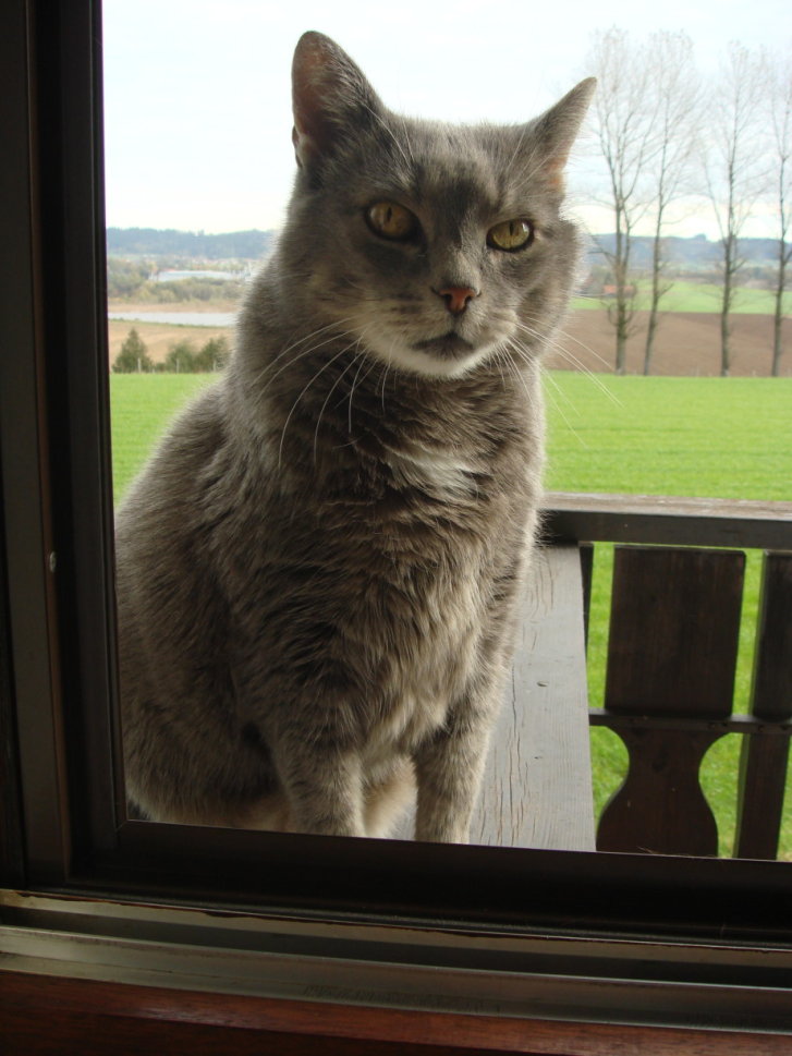 Picture of a cat / kitten / feline