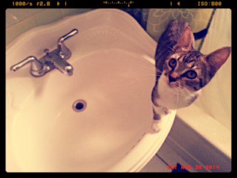 Picture of a cat / kitten / feline