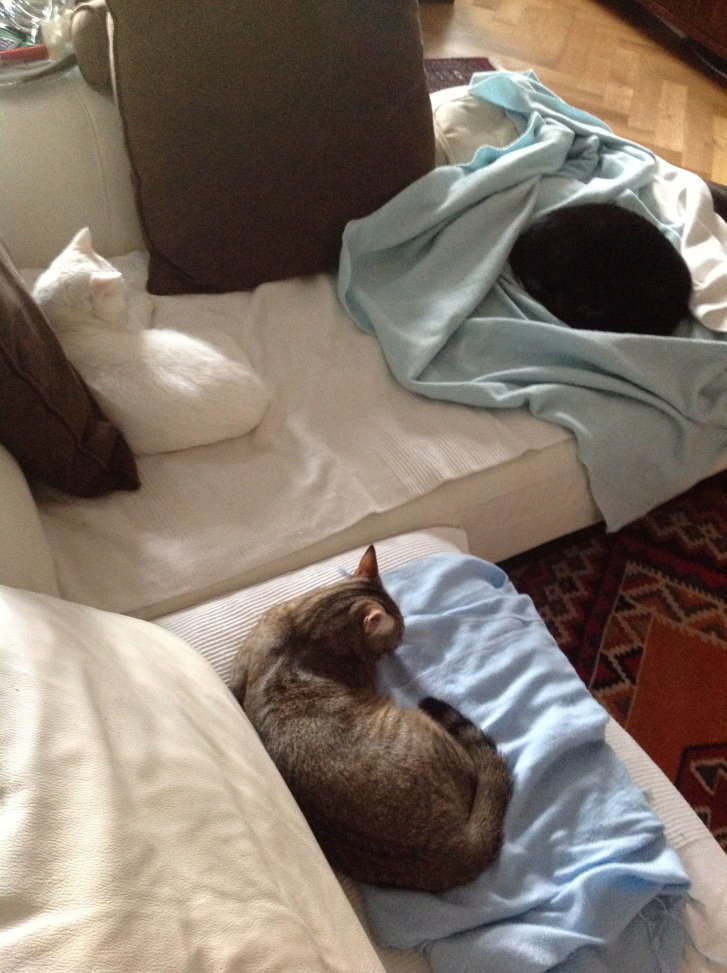 Picture of a cat / kitten / feline