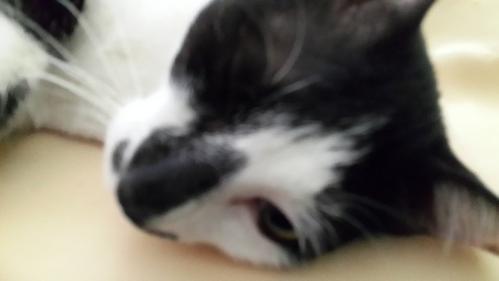 Picture of a cat / kitten / feline