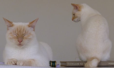 Picture of a cat / kitten / feline