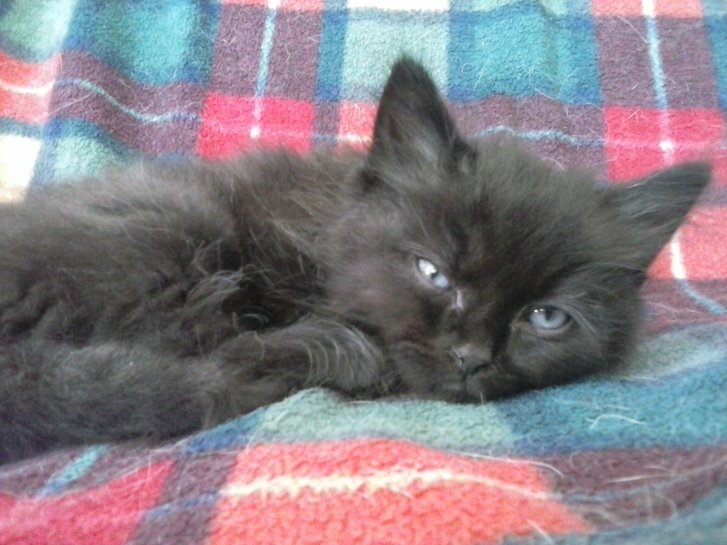 Picture of a cat / kitten / feline