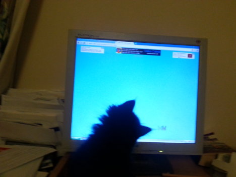 Picture of a cat / kitten / feline