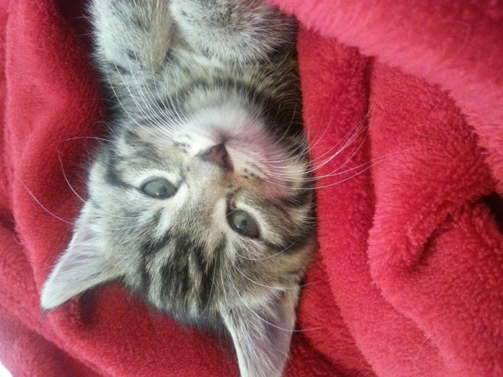 Picture of a cat / kitten / feline