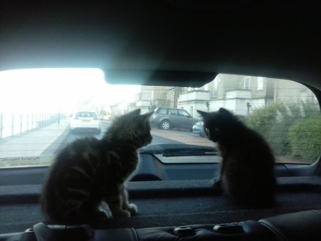 Picture of a cat / kitten / feline