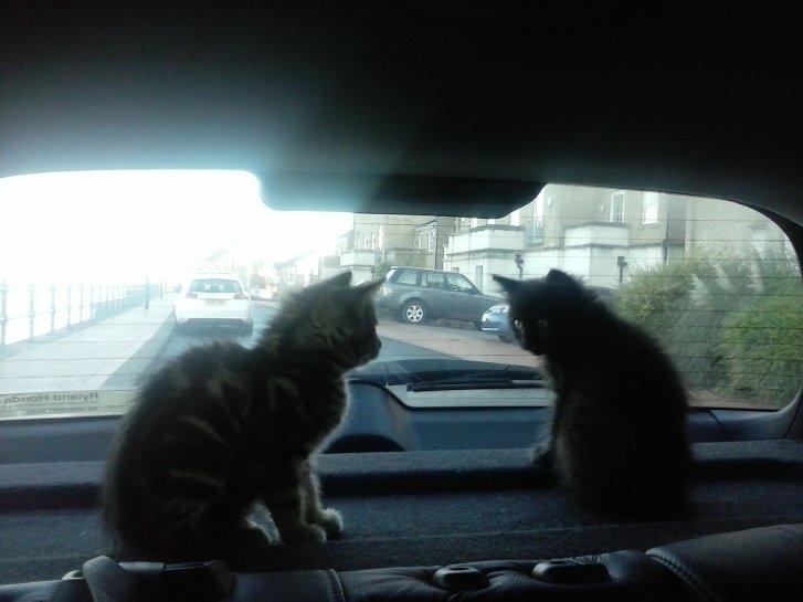 Picture of a cat / kitten / feline