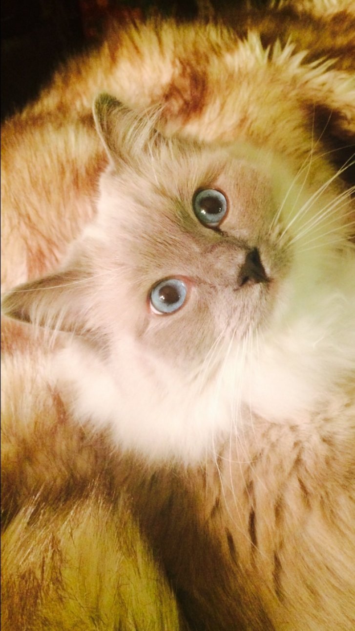 Picture of a cat / kitten / feline