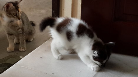 Picture of a cat / kitten / feline