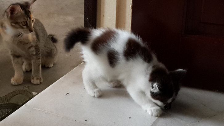 Picture of a cat / kitten / feline