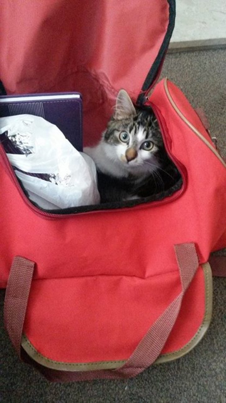 Picture of a cat / kitten / feline