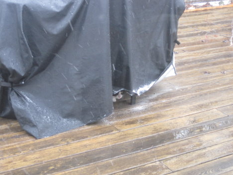 Picture of a cat / kitten / feline