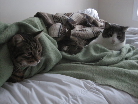 Picture of a cat / kitten / feline