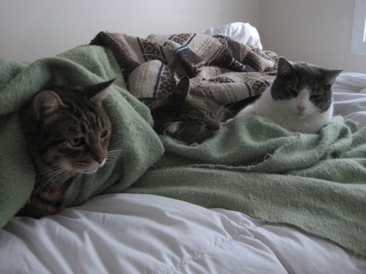 Picture of a cat / kitten / feline