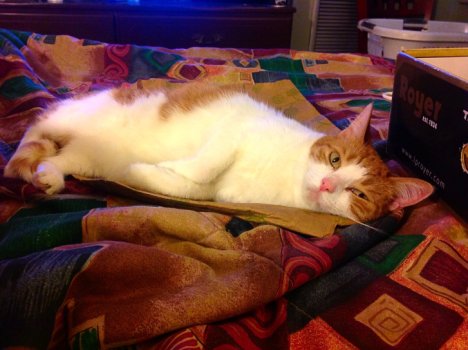 Picture of a cat / kitten / feline