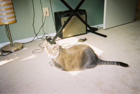 Picture of a cat / kitten / feline