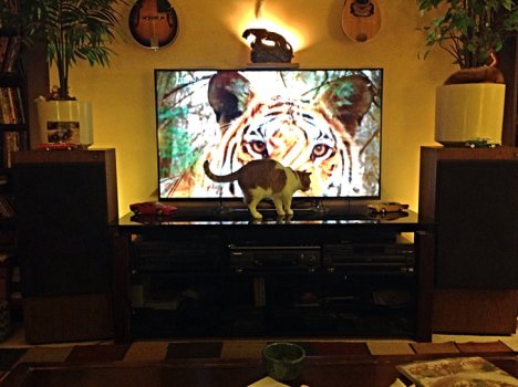 Picture of a cat / kitten / feline