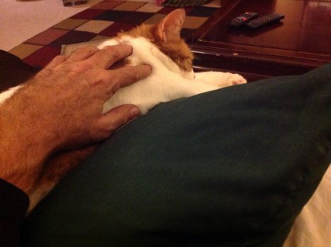 Picture of a cat / kitten / feline