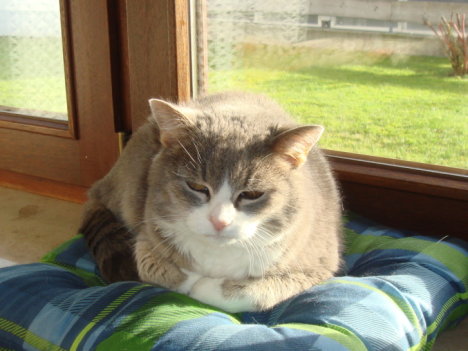 Picture of a cat / kitten / feline