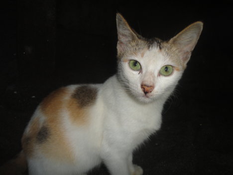 Picture of a cat / kitten / feline