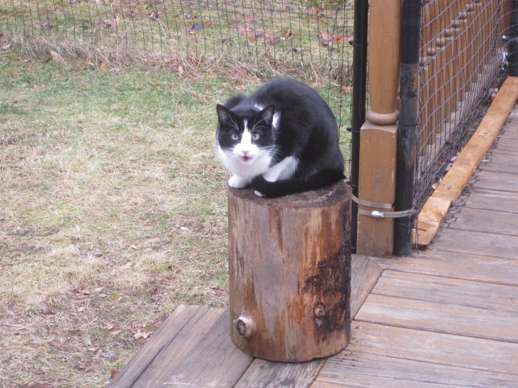 Picture of a cat / kitten / feline