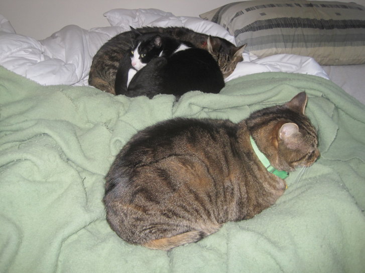 Picture of a cat / kitten / feline