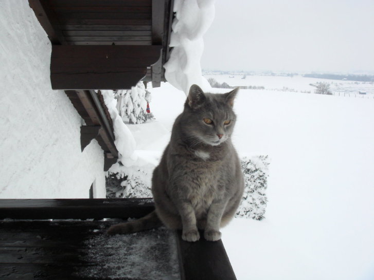 Picture of a cat / kitten / feline