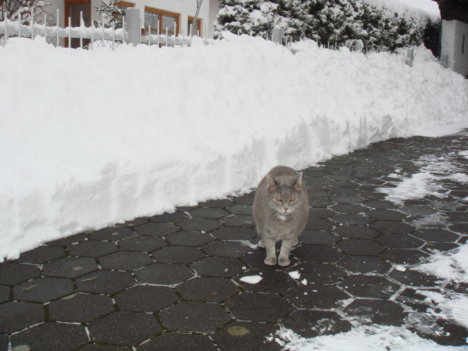 Picture of a cat / kitten / feline