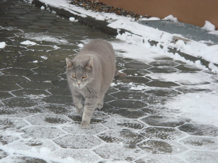 Picture of a cat / kitten / feline