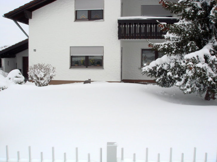 Picture of a cat / kitten / feline