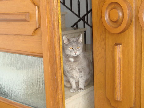 Picture of a cat / kitten / feline