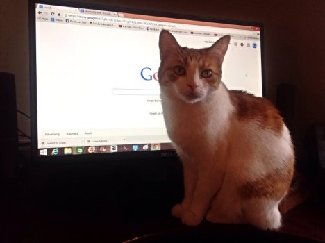 Picture of a cat / kitten / feline